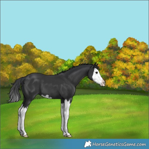 Horse Color:Black Splash 