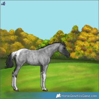 Horse Color:Blue Roan Tobiano 