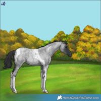 Horse Color:Blue Roan Tobiano