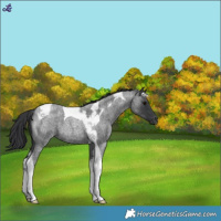 Horse Color:Blue Roan Tobiano