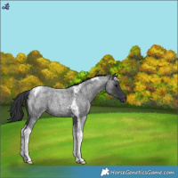 Horse Color:Blue Roan Tobiano