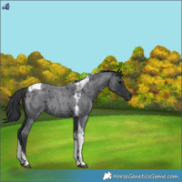 Horse Color:Blue Roan Tobiano 