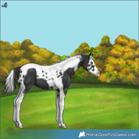 Horse Color:Black Splash Tobiano