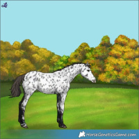 Horse Color:Midnight Smoky Blue Ice Roan Near Leopard Rabicano
