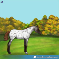 Horse Color:Midnight Red Roan Near Leopard Rabicano 