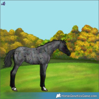 Horse Color:Midnight Blue Roan