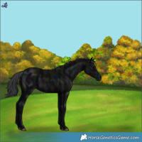 Horse Color:Midnight Black Rabicano 