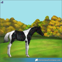 Horse Color:Midnight Black Tobiano Varnish Rabicano 