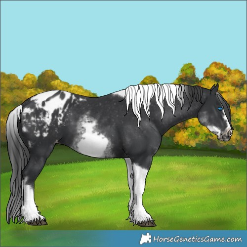 Horse Color:White Spotted Black Splash Tobiano Frame Appaloosa