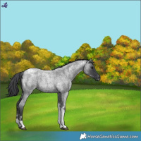 Horse Color:Blue Roan Tobiano