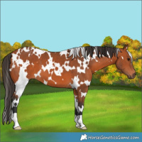 Horse Color:White Spotted Bay 