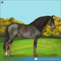 Horse Color:Liver Chestnut 