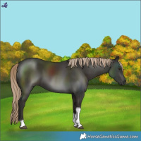 Horse Color:Liver Chestnut Tobiano