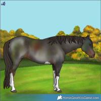 Horse Color:White Spotted Liver Chestnut Tobiano