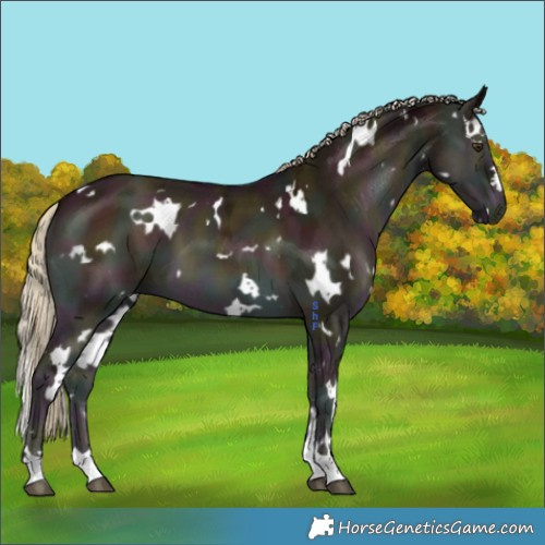 Horse Color:White Spotted Midnight Chocolate Palomino Ice Onyx 