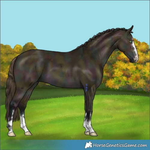 Horse Color:Midnight Buckskin Ice Dun 