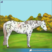 Horse Color:Liver Chestnut Sabino Leopard 