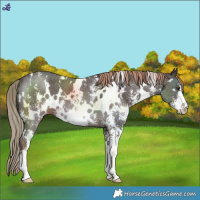 Horse Color:White Spotted Liver Chestnut Sabino Varnish