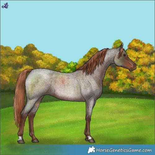 Horse Color:Liver Red Roan 