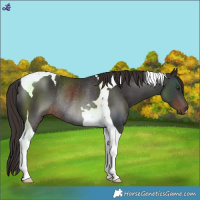 Horse Color:Liver Chestnut Tobiano Rabicano
