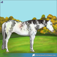 Horse Color:White Spotted Liver Chestnut Sabino Splash 