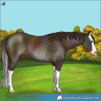 Horse Color:Liver Chestnut Splash