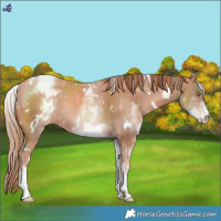 Horse Color:White Spotted Gold Champagne Blanket Rabicano