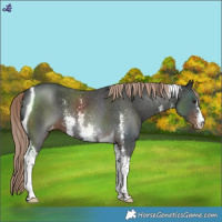Horse Color:Liver Chestnut Sabino Tobiano Varnish