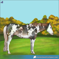 Horse Color:White Spotted Liver Chestnut Splash