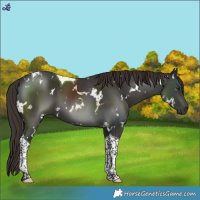 Horse Color:White Spotted Liver Chestnut Tobiano