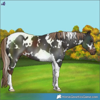 Horse Color:White Spotted Liver Chestnut Tobiano 
