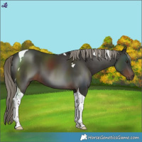 Horse Color:Liver Chestnut Tobiano