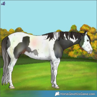 Horse Color:Liver Chestnut Splash Tobiano 