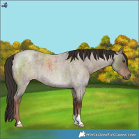 Horse Color:Liver Red Dun Roan 