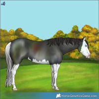 Horse Color:Liver Chestnut Splash