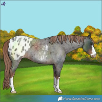 Horse Color:Liver Red Roan Blanket 