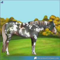 Horse Color:White Spotted Liver Chestnut