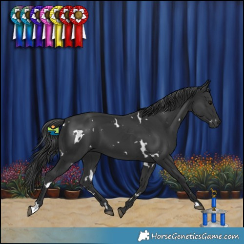 Horse Color:White Spotted Black 
