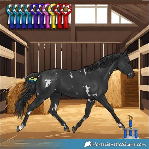 Horse Color:White Spotted Black 