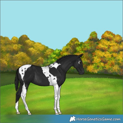Horse Color:Gray Brown Tobiano 
