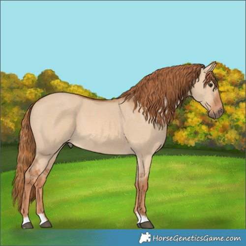 Horse Color:Red Dun 