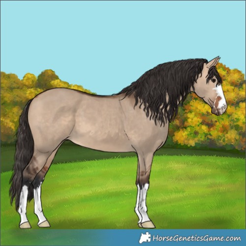 Horse Color:Bay Dun 