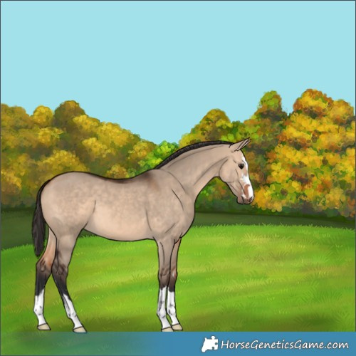 Horse Color:Bay Dun
