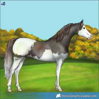 Horse Color:Liver Chestnut Splash Snowcap 