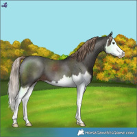 Horse Color:Liver Chestnut Splash Varnish 