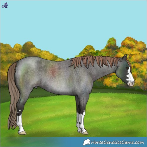 Horse Color:Liver Red Roan 