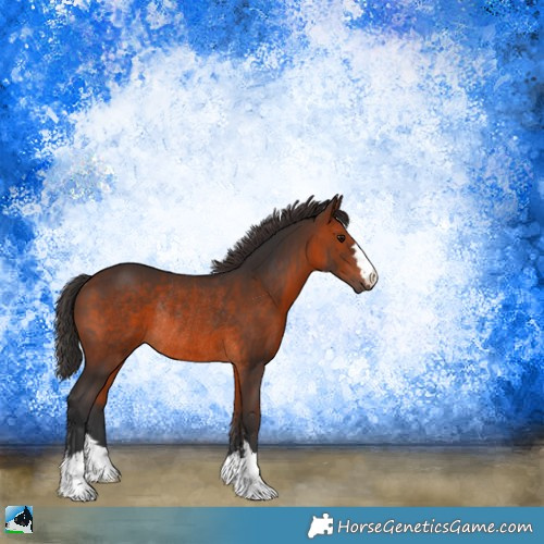 Horse Color:Brown Rabicano 