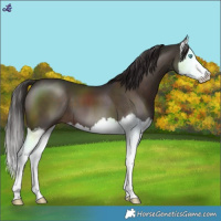 Horse Color:Liver Chestnut Splash