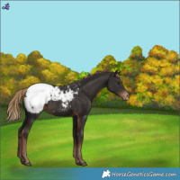 Horse Color:Liver Chestnut Snowcap Rabicano