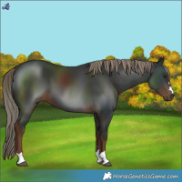 Horse Color:Liver Chestnut